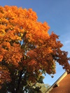 Fall Colors in the Trees